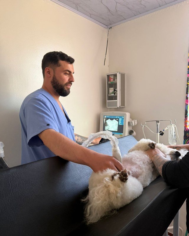 Jeffer Villamizar, Médico Veterinario